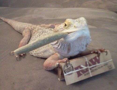 Guana